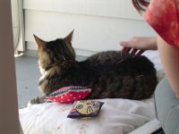 Stewart the cat lying calmly with acupuncture needles in him